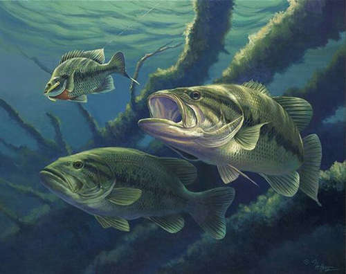 Bass and Bluegill