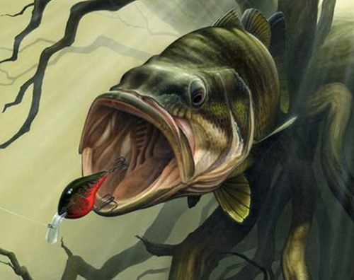 Bass